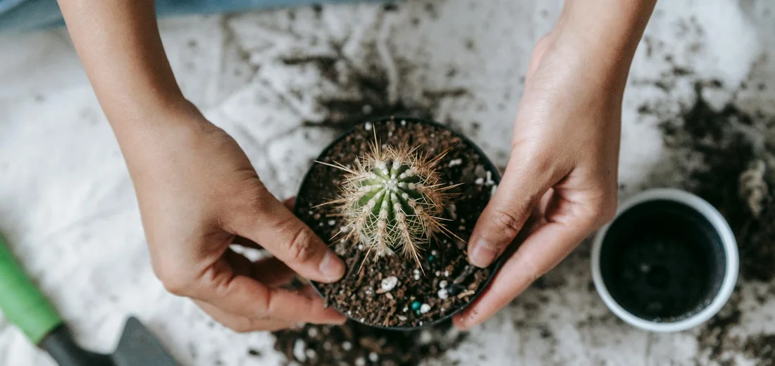 Top-down view of hands around a small potted cactus, ready for root care and pruning during repotting.