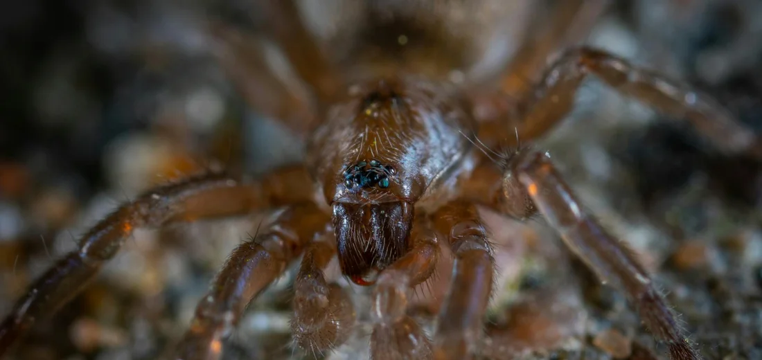 Close-up of a brown spider mite crawling on a plant leaf, showing its tiny body and legs.