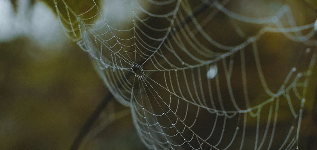 Close-up of a delicate spider web on an indoor plant