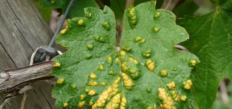 Close-up of a leafy indoor plant leaf with yellow stippling and raised bumps indicating spider mite damage