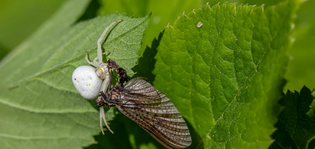 Close-up of a green leaf showing a white scale insect and a brown-winged pest on its surface.