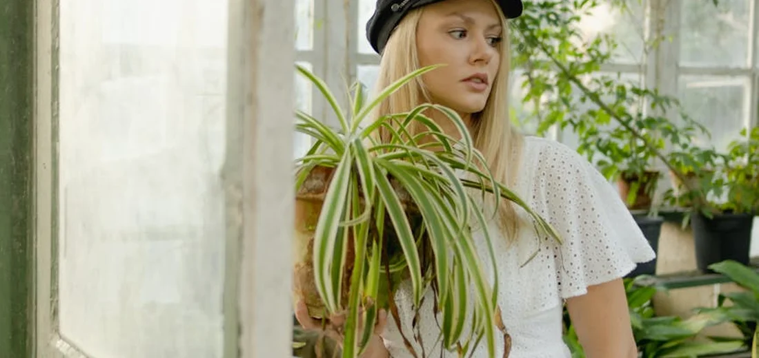 Woman indoors holding a variegated spider plant (Chlorophytum comosum) with long arching leaves