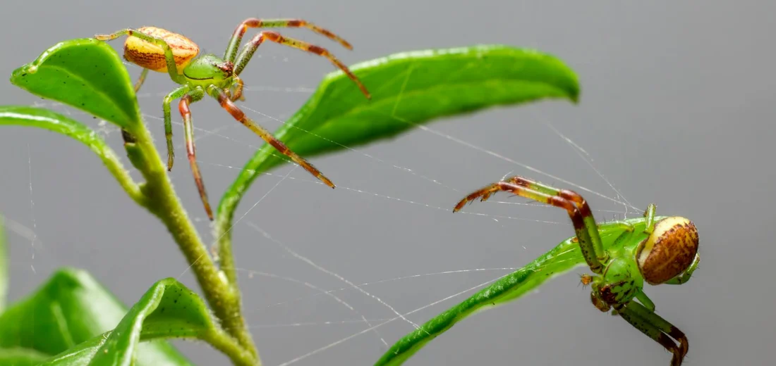 Green spider on a leafy stem with a web