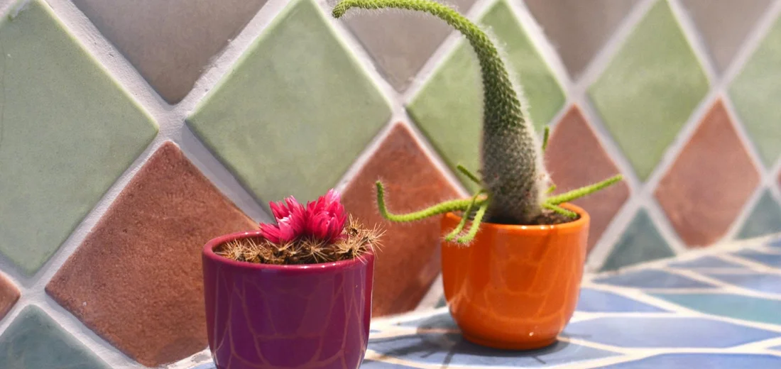 Two potted succulents on a colorful tiled surface; a small pink rosette succulent in a purple pot beside a tall curved succulent in an orange pot.