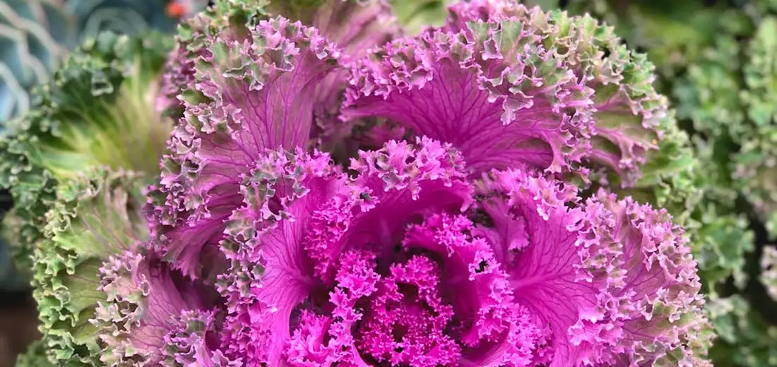 Close-up of a vibrant purple ornamental kale with ruffled, lace-like leaves.