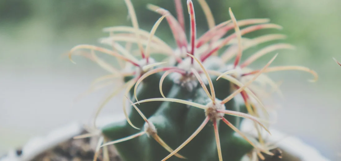 Close-up of a green, spiny succulent with long pale spines radiating outward, suggesting spring growth.