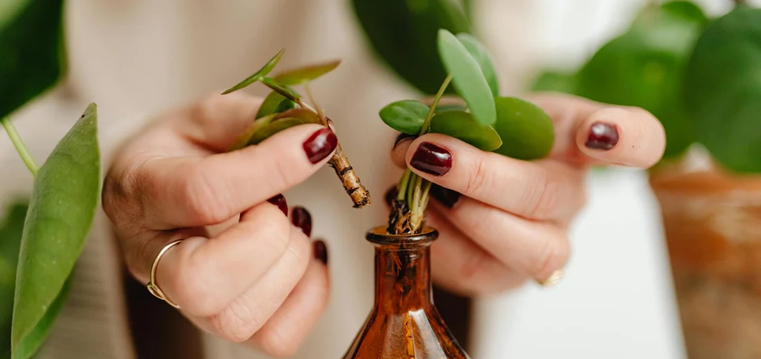 Hands holding succulent cuttings over a small amber bottle, illustrating the stem cutting propagation process.