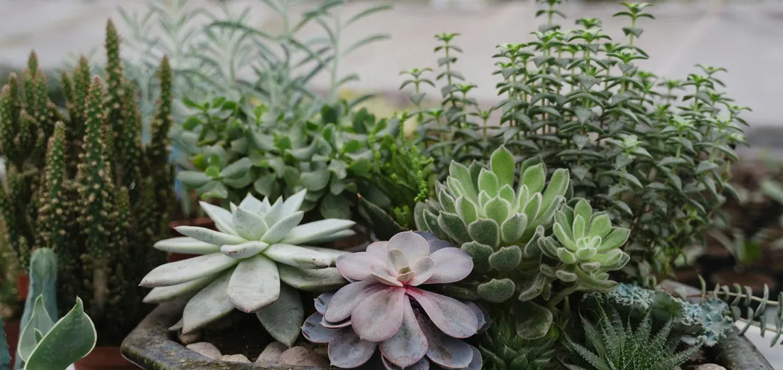 A collection of assorted cacti and succulents planted together in a shallow container, showcasing diverse shapes, colors, and textures.