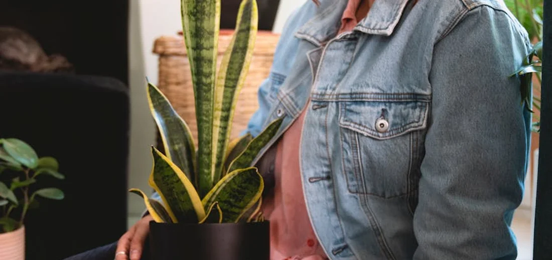 A snake plant in a pot sits on a table, with a person wearing a denim jacket visible in the background.