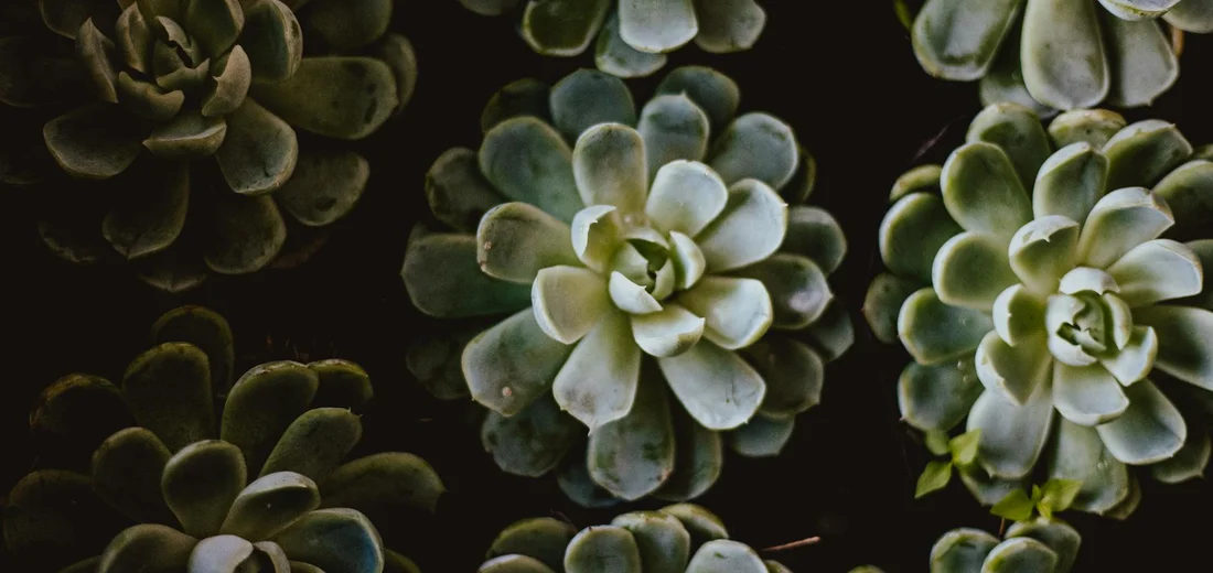 Close-up of rosette-shaped succulents (Echeveria) arranged in a cluster against a dark background.