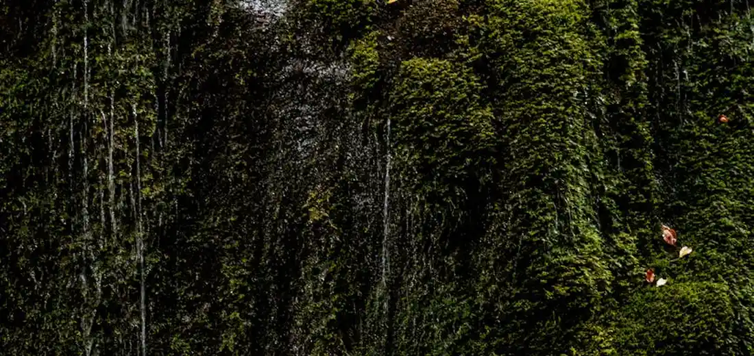 Close-up of vibrant green moss growing on a moss-covered surface