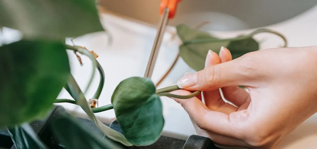 Close-up of hands handling an orange-handled pruning tool near green plant leaves, illustrating tool handling before sterilization.