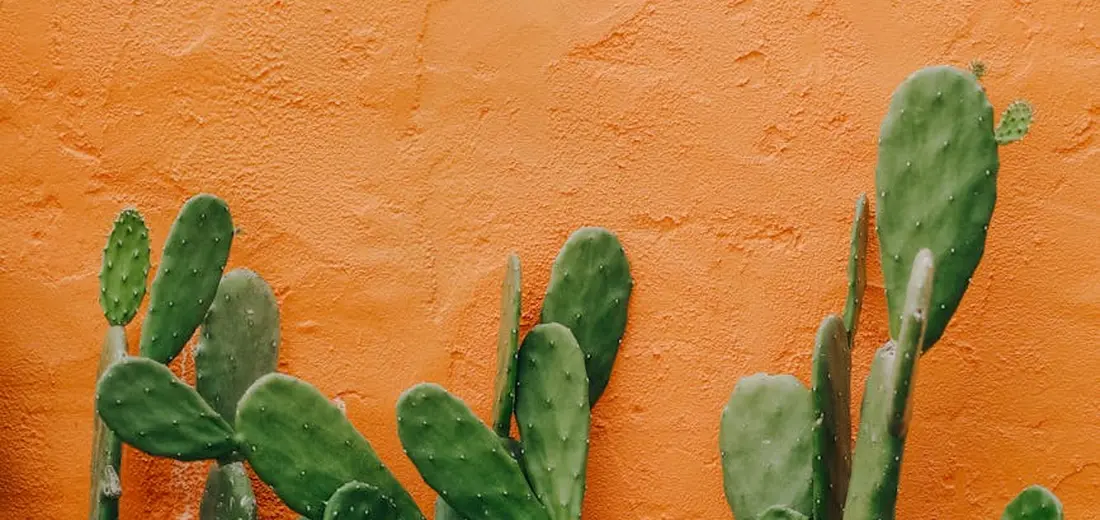 Green cactus pads leaning against a bright orange textured wall