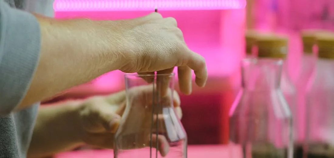 Hands placing a succulent into a glass terrarium under pink grow lights