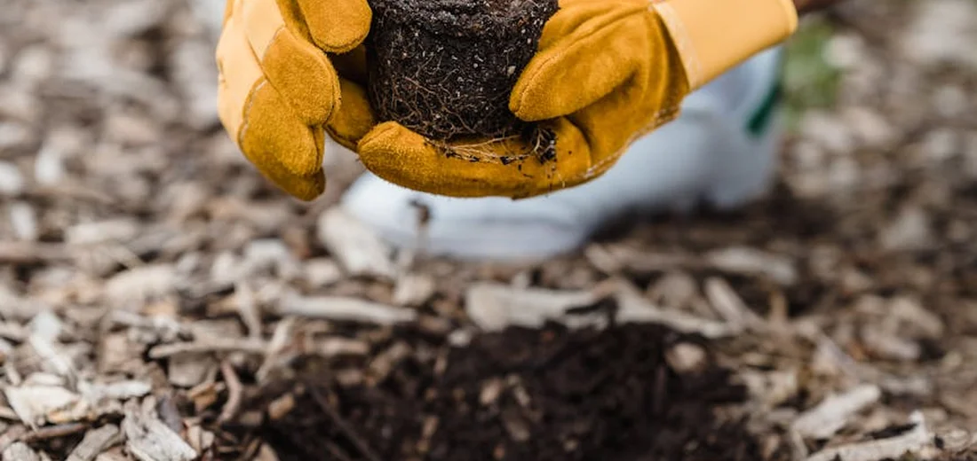 Hands wearing yellow gloves hold a clump of soil above a mulch bed, illustrating how to test drainage for succulent soil.