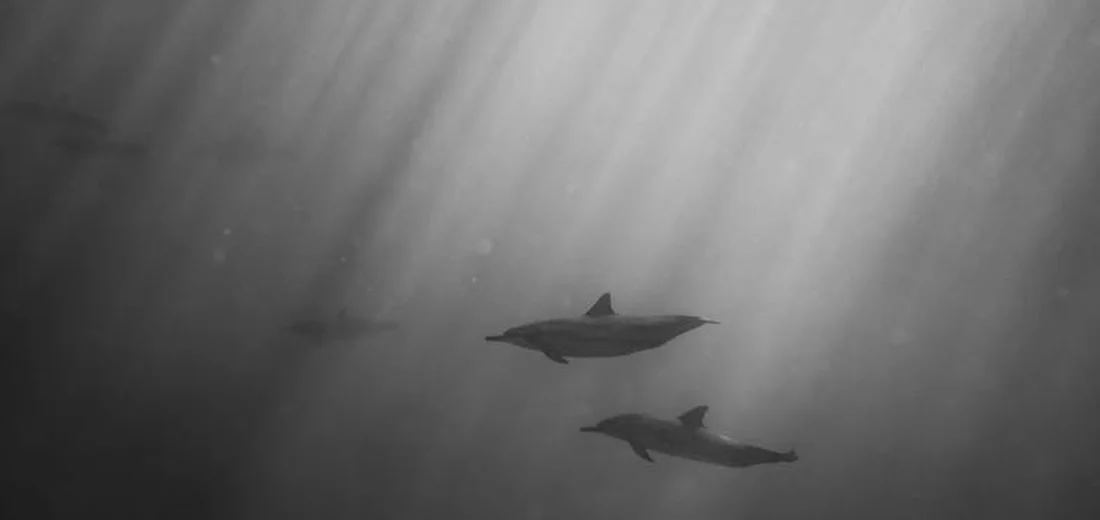 Two dolphins swimming underwater with sun rays filtering through the water