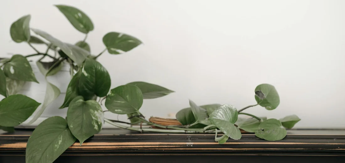 Trailing Rosary Vine (string of hearts) with green heart-shaped leaves draping over a wooden surface against a light background.