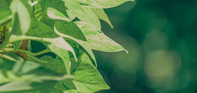 Close-up of green Rosary Vine leaves with a soft green bokeh background.