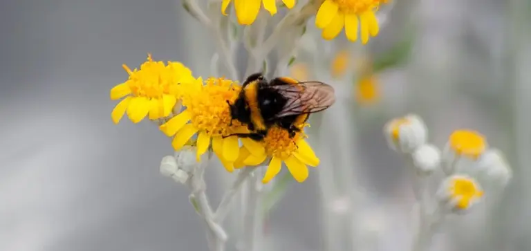 Bee on yellow flowers