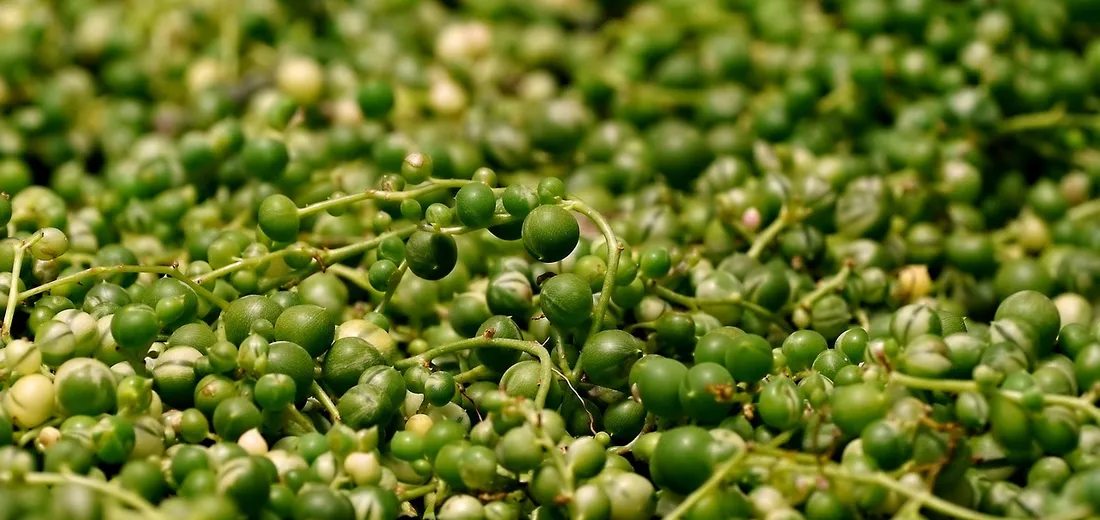 Close-up of numerous small green bead-like leaves forming a dense trailing string of pearls succulent (Senecio rowleyanus).