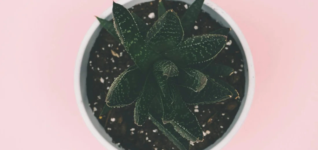 Top-down view of a dark green succulent with speckled leaves in a white pot on a pink background.