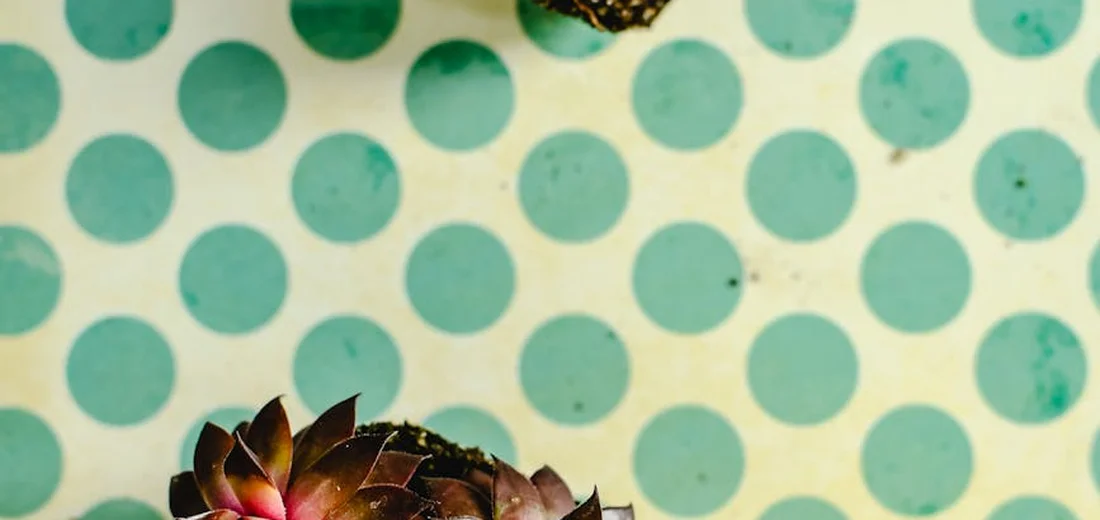 A small succulent in the bottom-left corner against a teal polka-dot background.