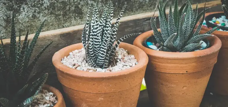 Terracotta pots filled with various succulents, including striped zebra haworthia, arranged with white pebbles for a succulent bar display.
