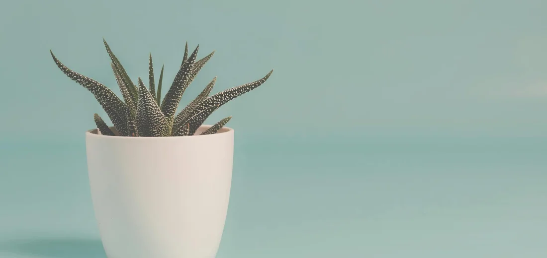 A small succulent with spiky leaves in a white ceramic pot placed against a soft teal background.