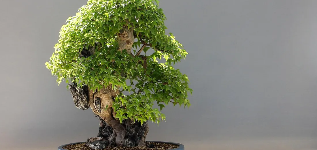 A lush, compact bonsai tree with bright green foliage in a shallow pot, suitable for propagation.