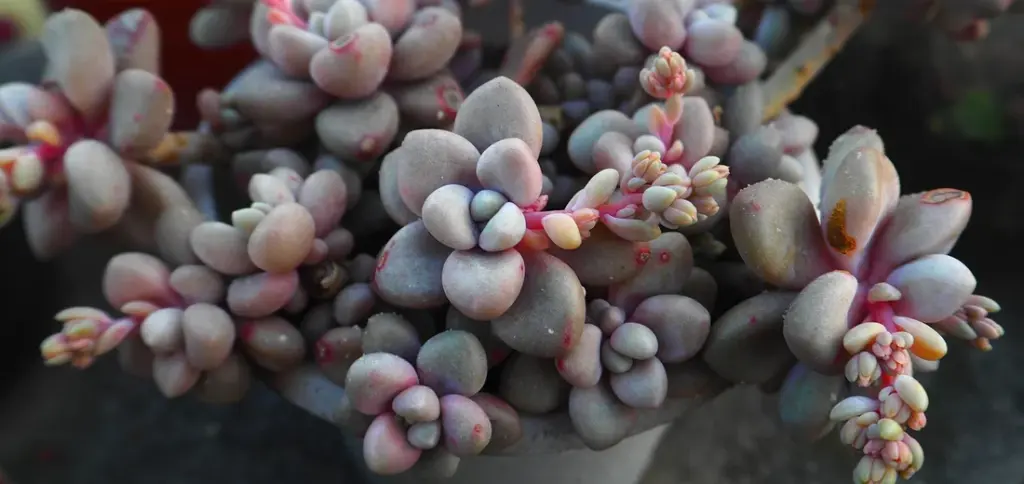Create a Succulent Bonsai: Simple Step-by-Step Guide