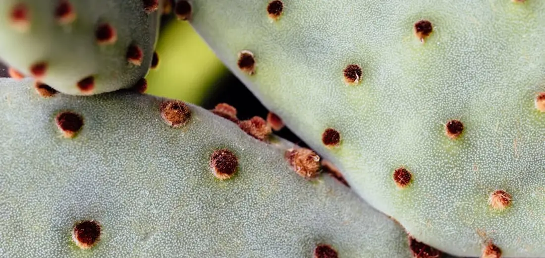 Close-up of a succulent bonsai leaf with brown spots, indicating common issues such as fungal spots, pests, or sun damage.