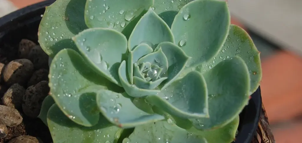 Why Are My Succulent’s Bottom Leaves Dying or Wilting?