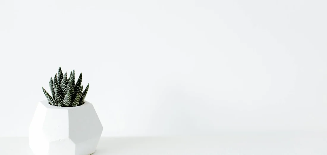 Small spiky succulent in a white geometric pot on a pale white surface