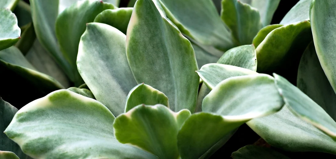 Close-up photo of overlapping green succulent leaves