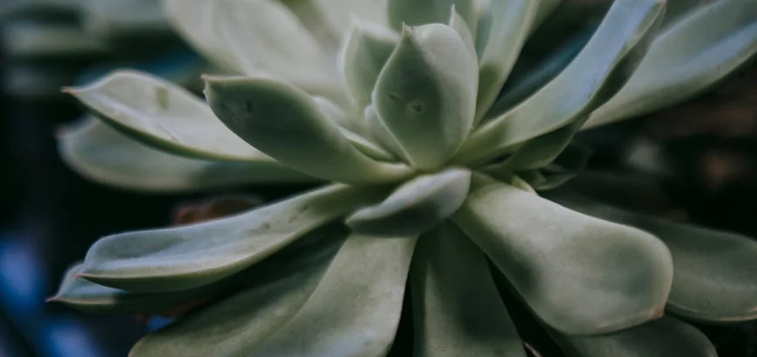 Close-up of a green succulent rosette with thick, fleshy leaves.