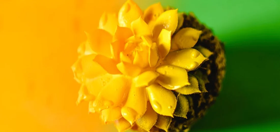 Close-up of a yellow succulent rosette with a blurred orange and green background.