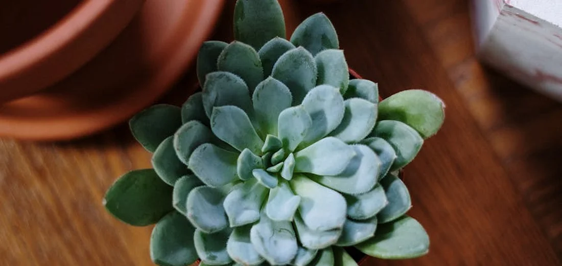 Close-up of a green rosette succulent resting on a wooden surface