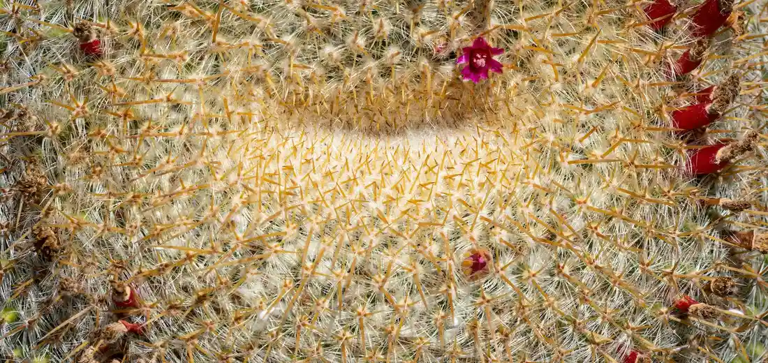 Close-up of a barrel cactus with dense spines and pink blossoms