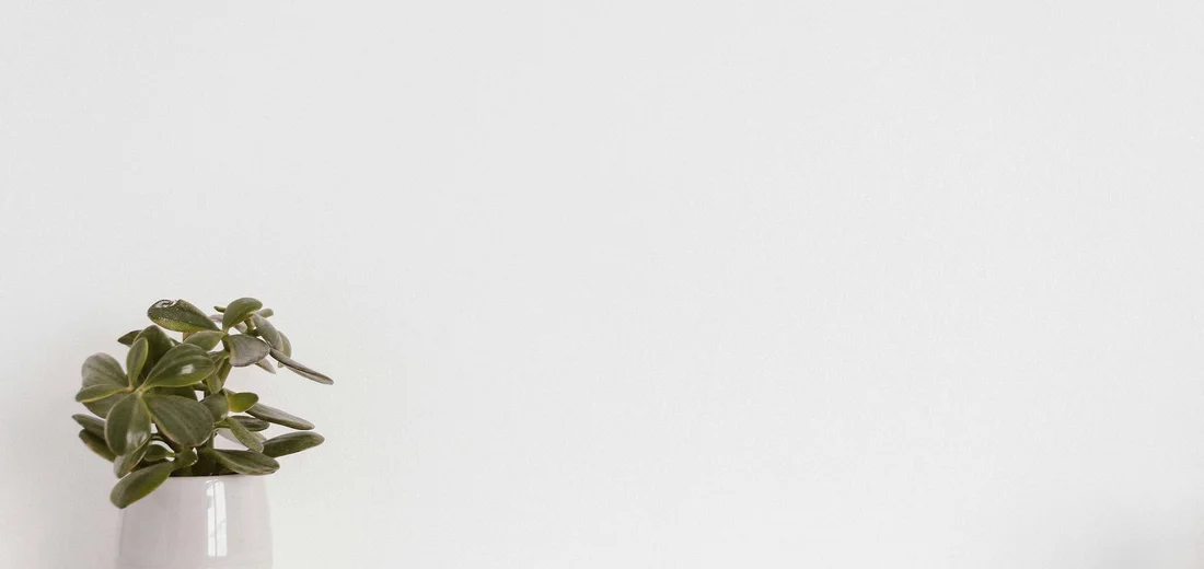 Small succulent in a light ceramic pot against a clean white wall, shown from the side.