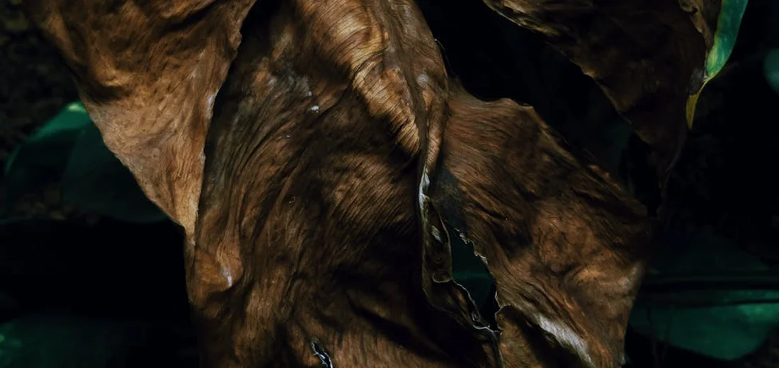 Close-up of a brown, dried succulent leaf signaling dormancy