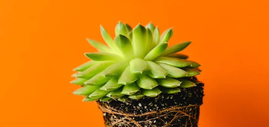 Green succulent in a small pot with a bright orange background.