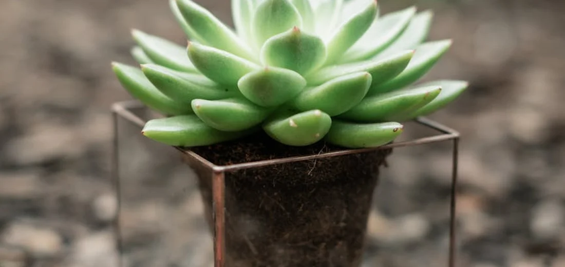 Close-up of a lush green succulent planted in a clear glass container with a minimalist metal frame, set against a muted, blurred background.