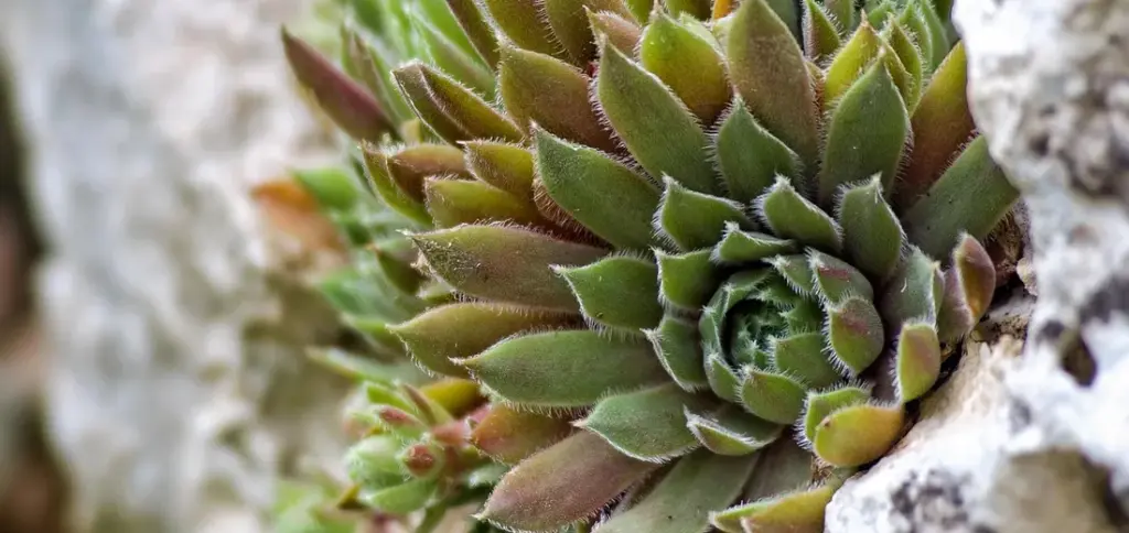 Can You Plant Succulents in the Ground? An Outdoor Growing Guide