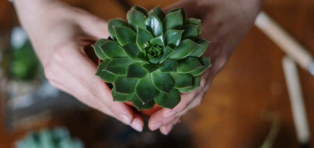 Green rosette succulent being held gently in hands.