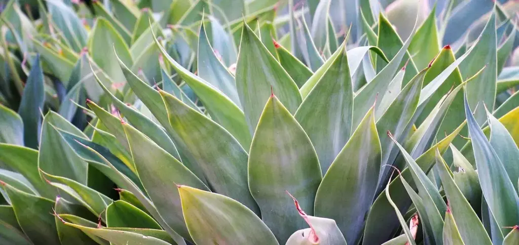 How to Identify Your Succulent Plant Type