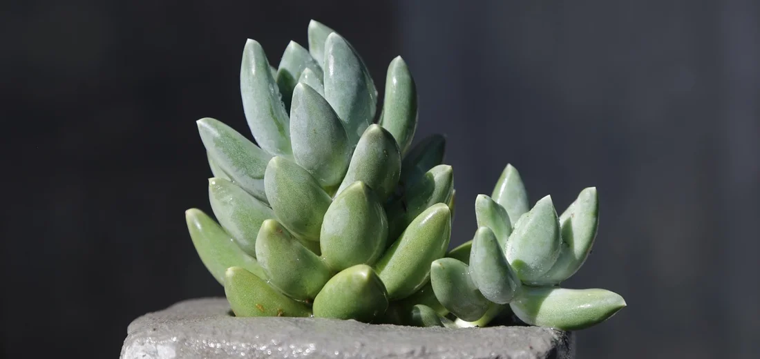 Close-up of a green rosette succulent in a pot against a dark background.