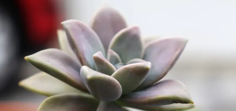 Close-up of a succulent rosette with fleshy, bluish-green leaves