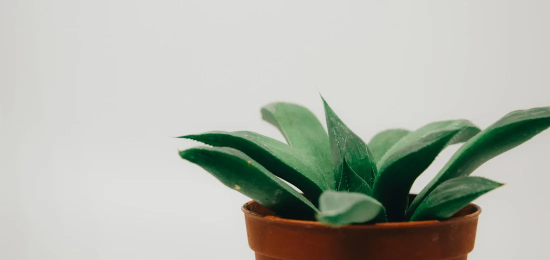 Small succulent plant in a terracotta pot against a soft, neutral background.