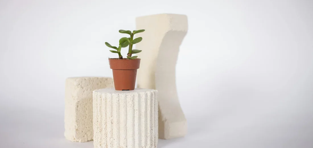 Small green succulent in a terracotta pot placed on white textured blocks against a pale background.