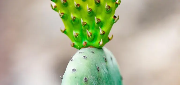 Close-up of a succulent with bright green new growth emerging from a gray-green pad with small spines
